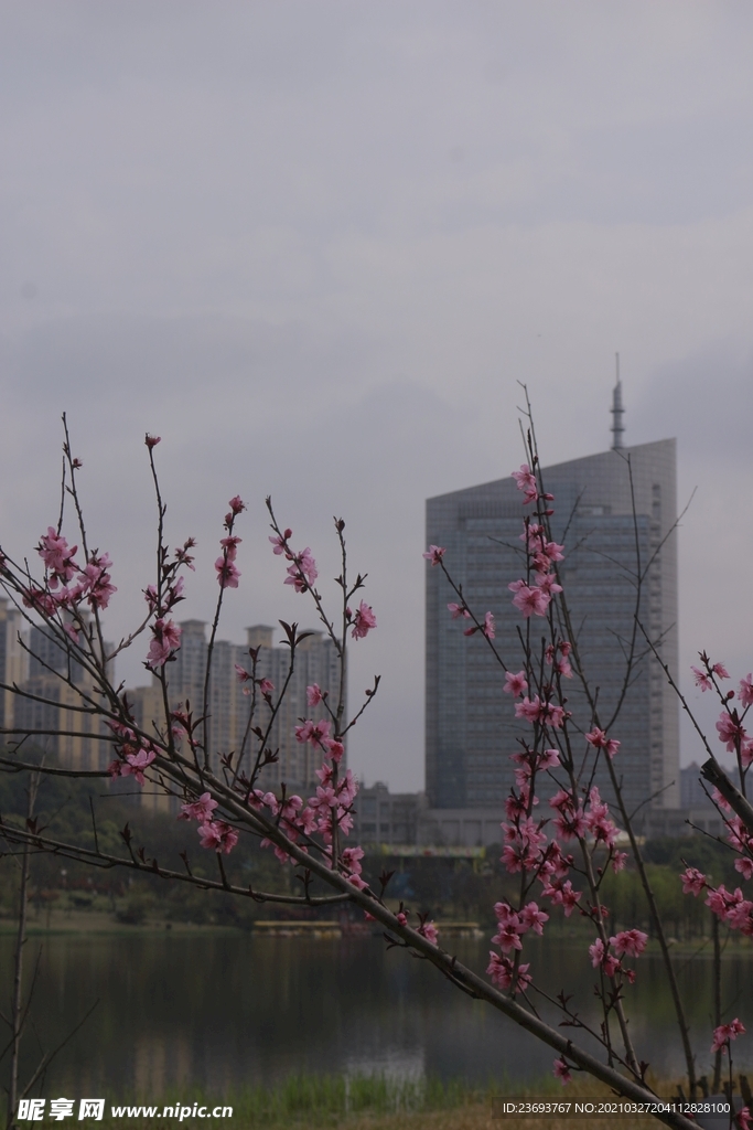 梅花