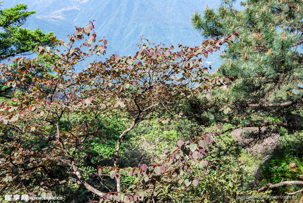 山青山