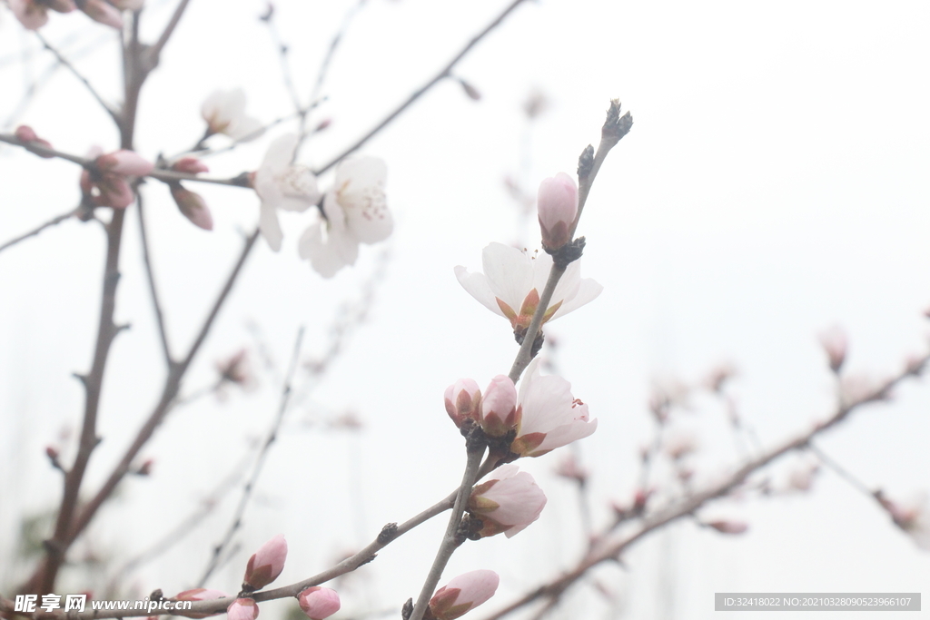 春花