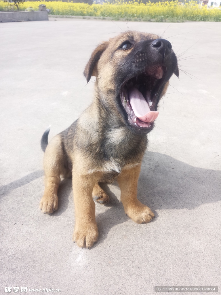 小黄狗