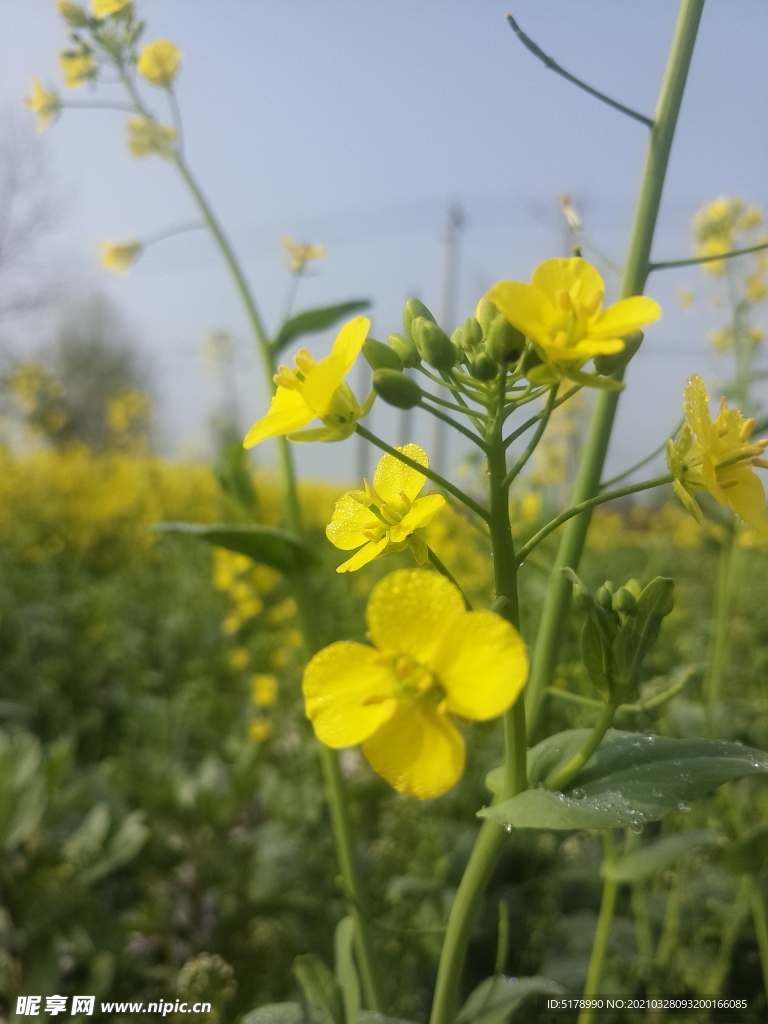 菜花