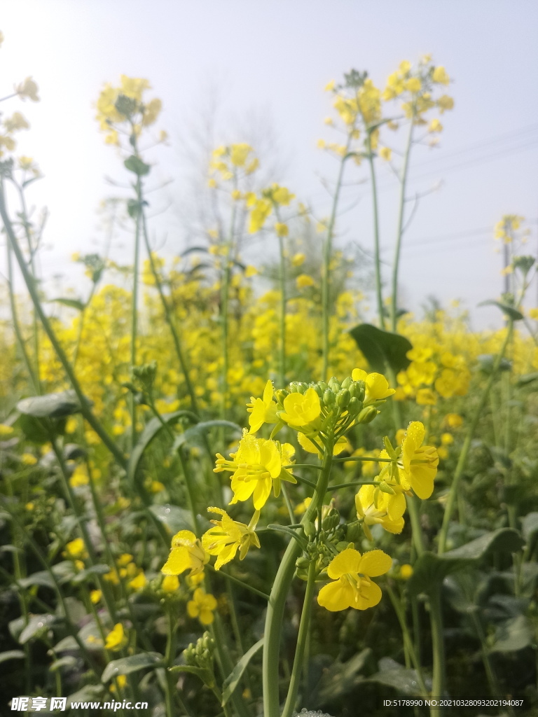 油菜花