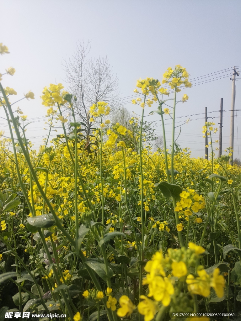 油菜花