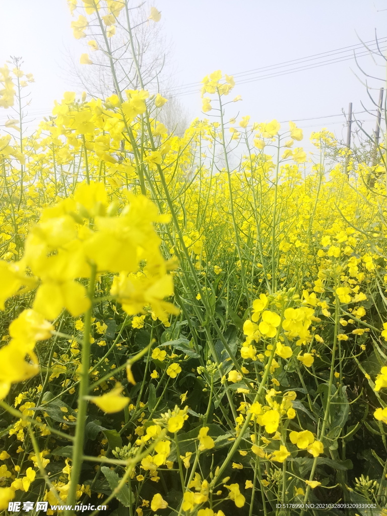 油菜花