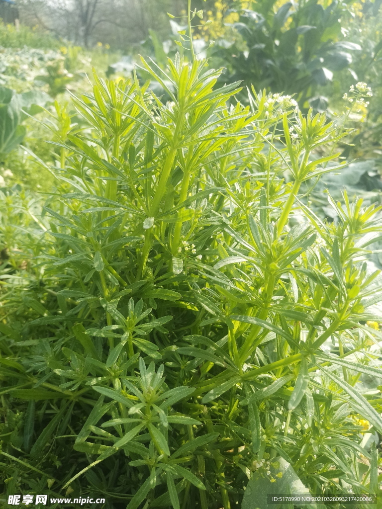 小草