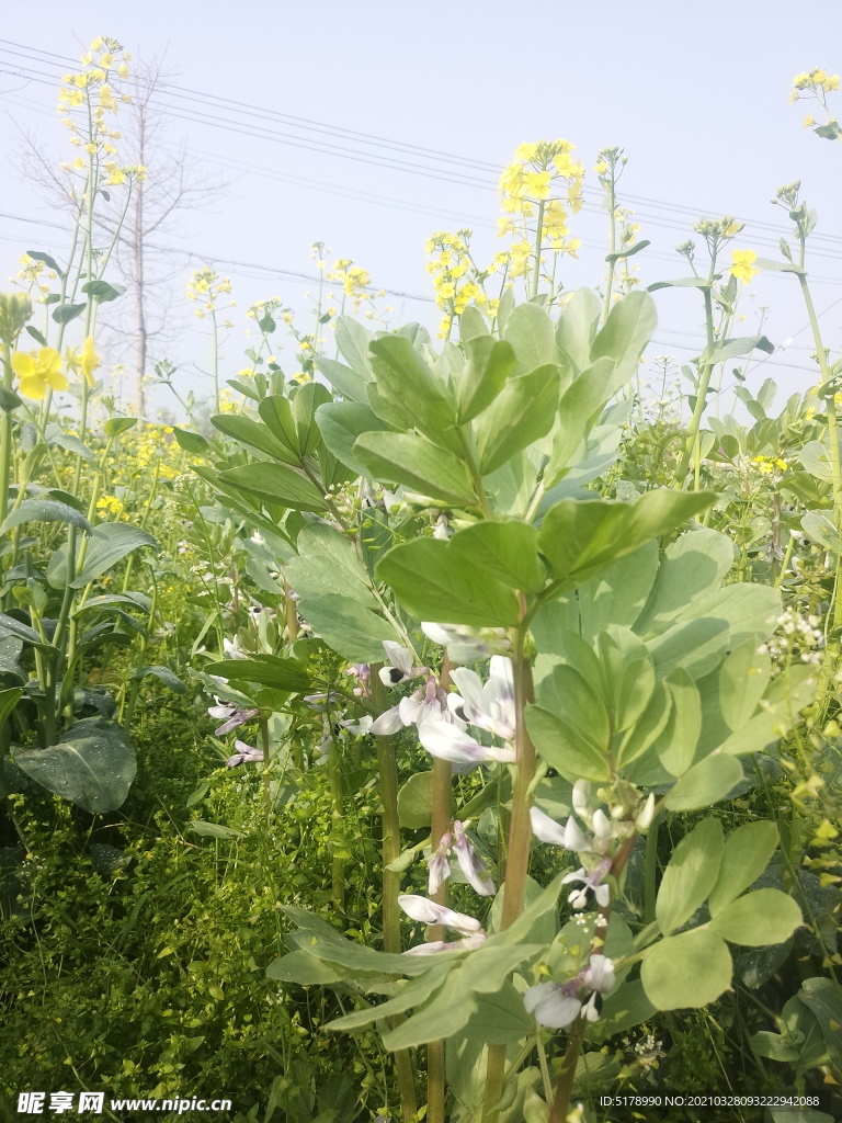 蚕豆花