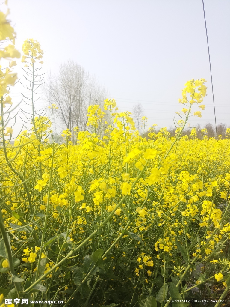 油菜花