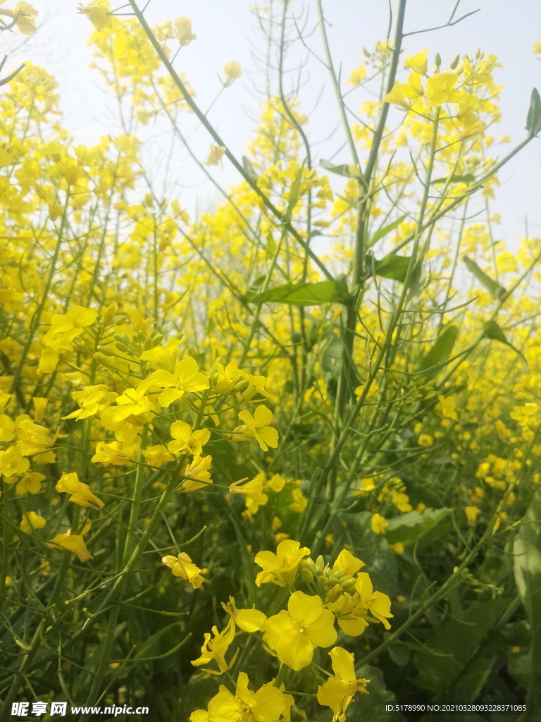 油菜花