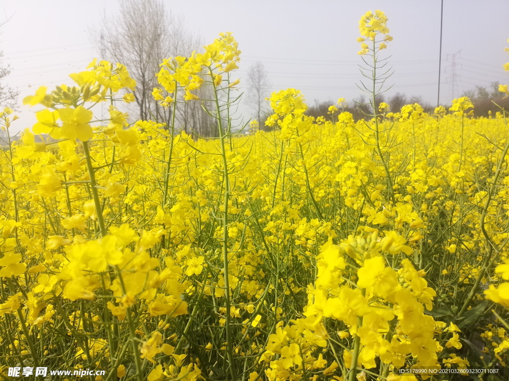 油菜花
