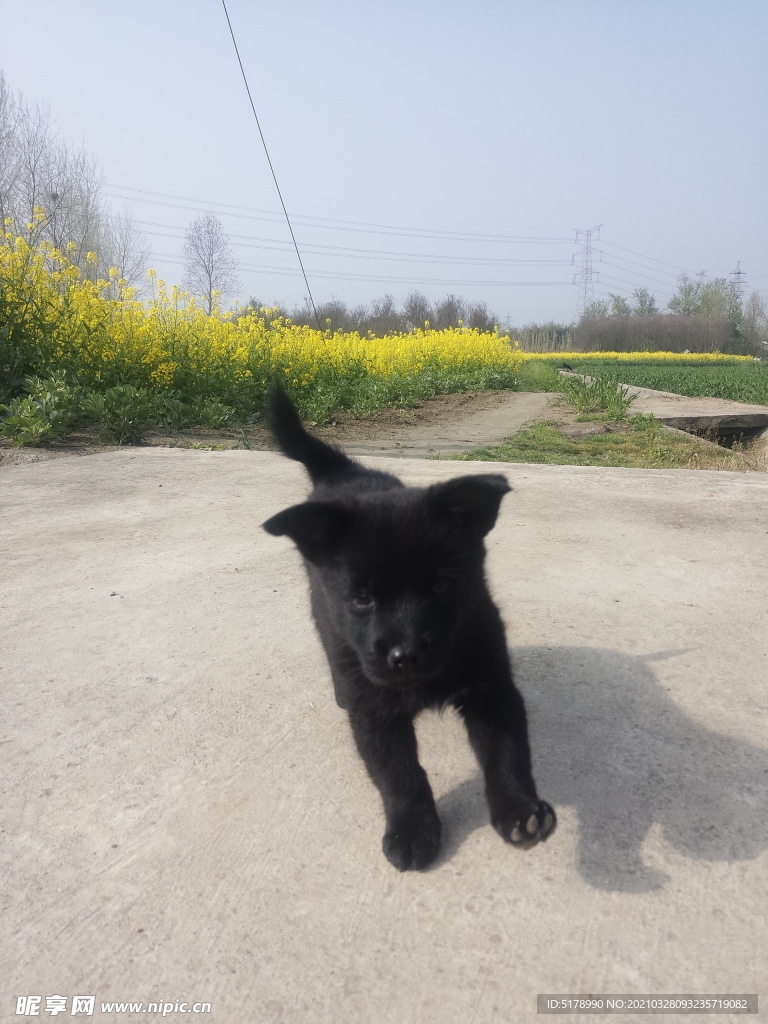 小黑狗