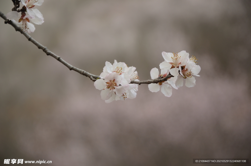 花草