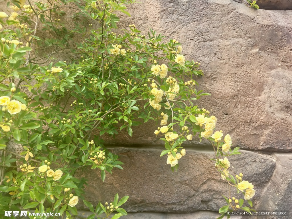 春天烂漫黄色蔷薇花石头背景