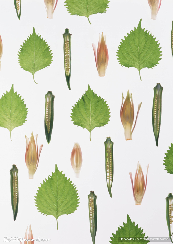 白底平铺秋葵艺术