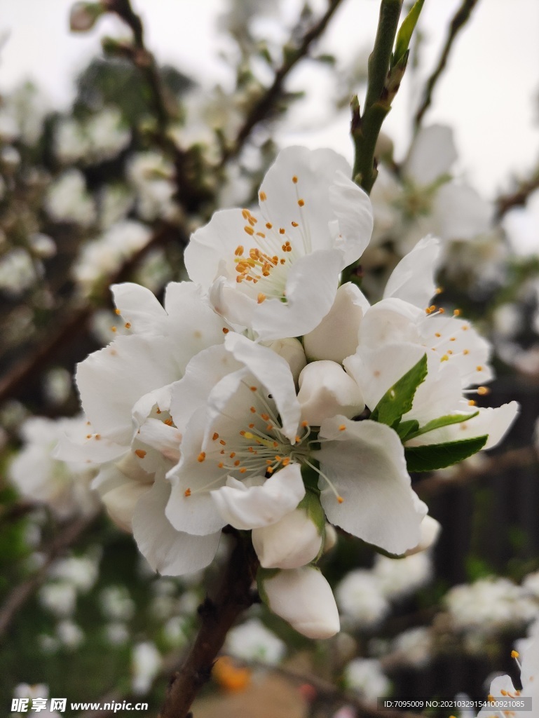 桃花