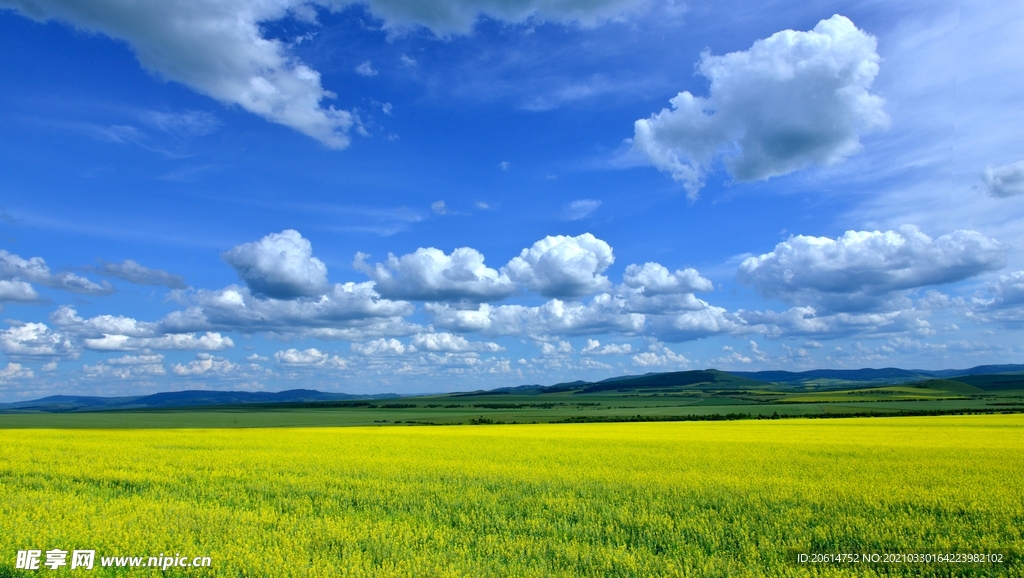 蓝天下的油菜花海