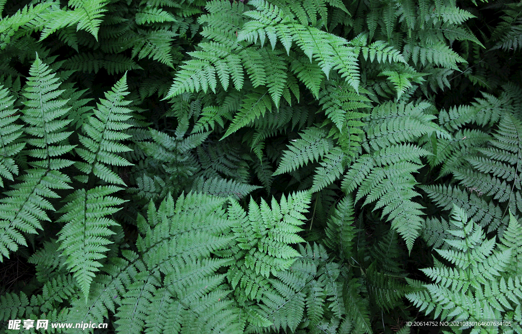 绿油油的针叶林