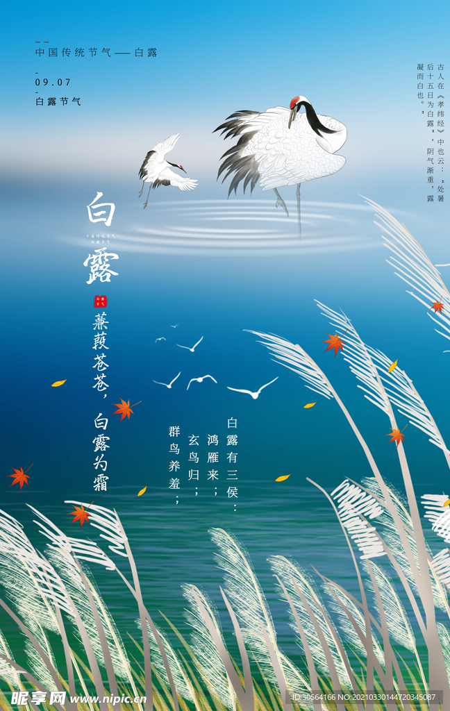 白露节气传统活动宣传海报素材