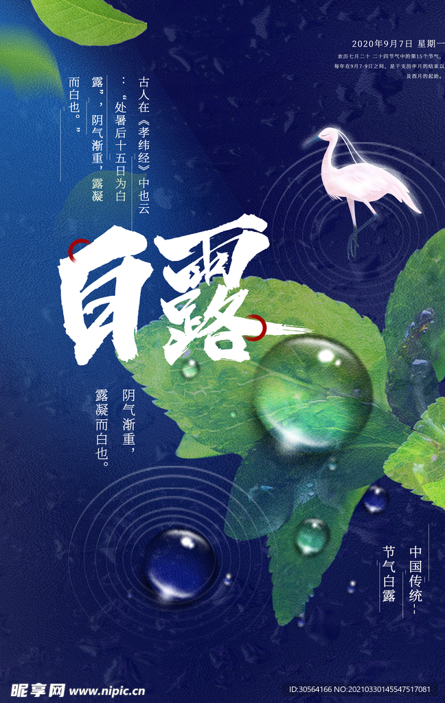 白露节气传统活动宣传海报素材