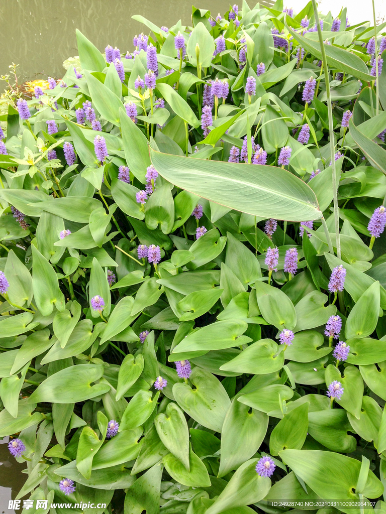 小花