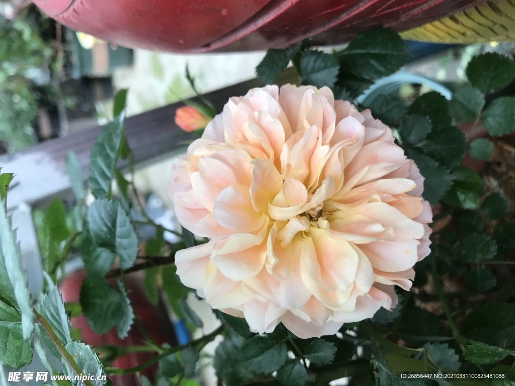 鲜花
