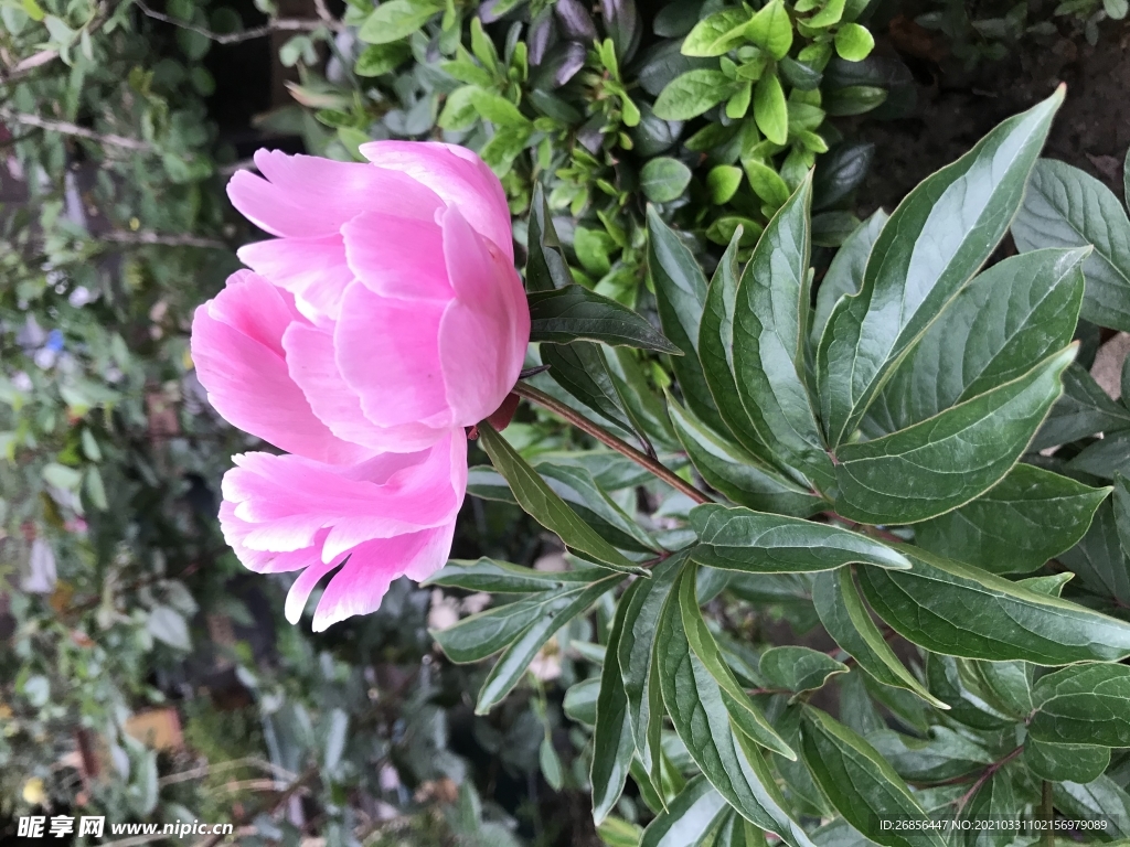 鲜花