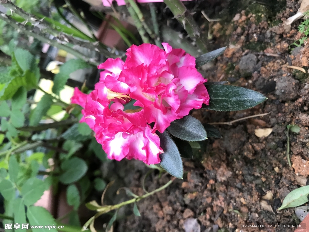 鲜花
