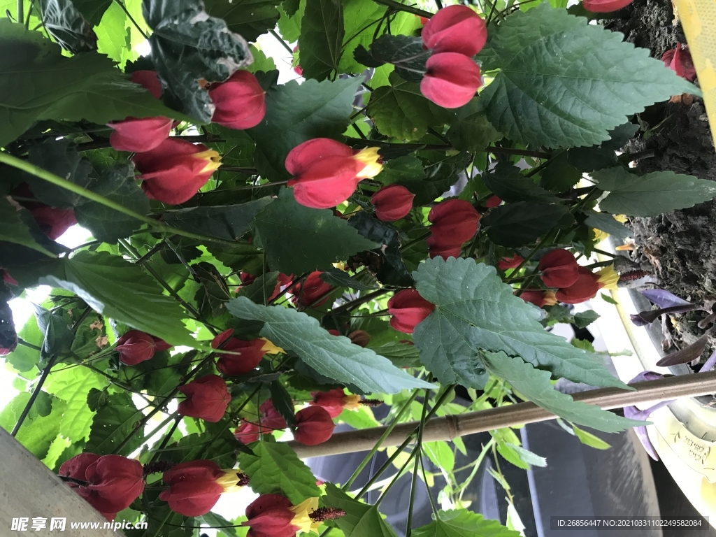 鲜花