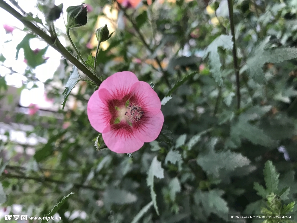 鲜花