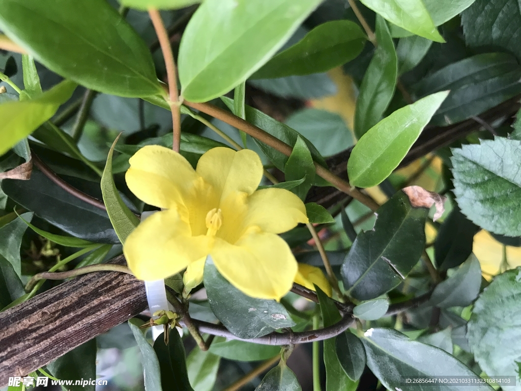 鲜花
