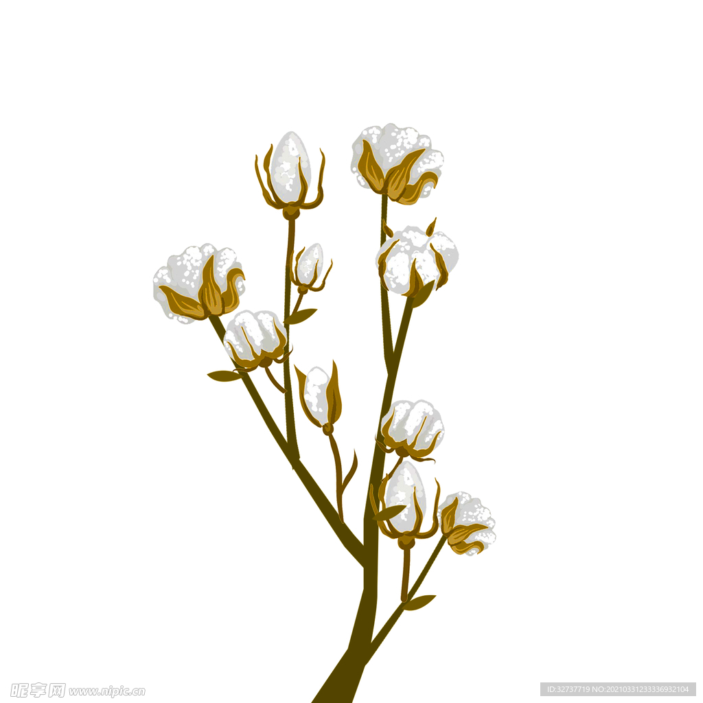 棉花