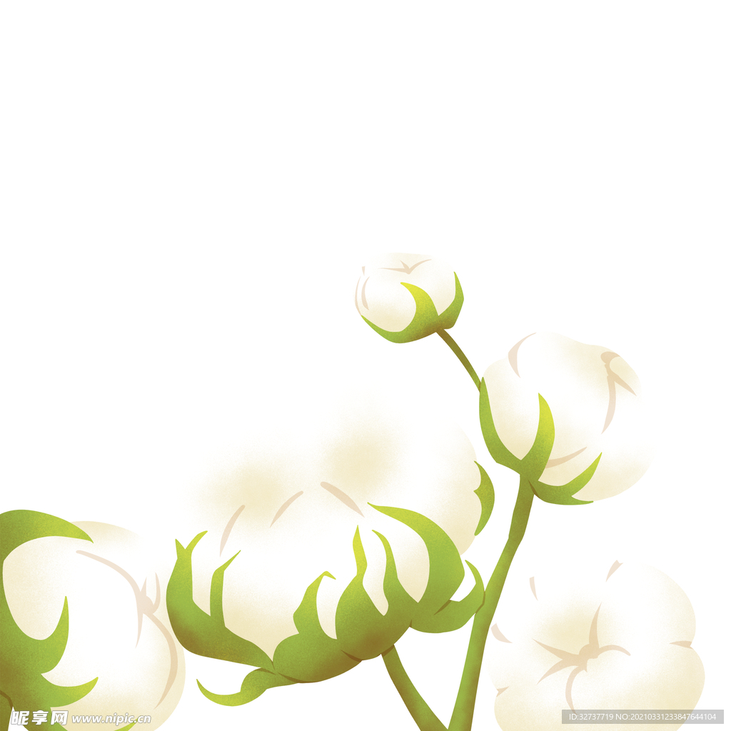 植物棉花元素
