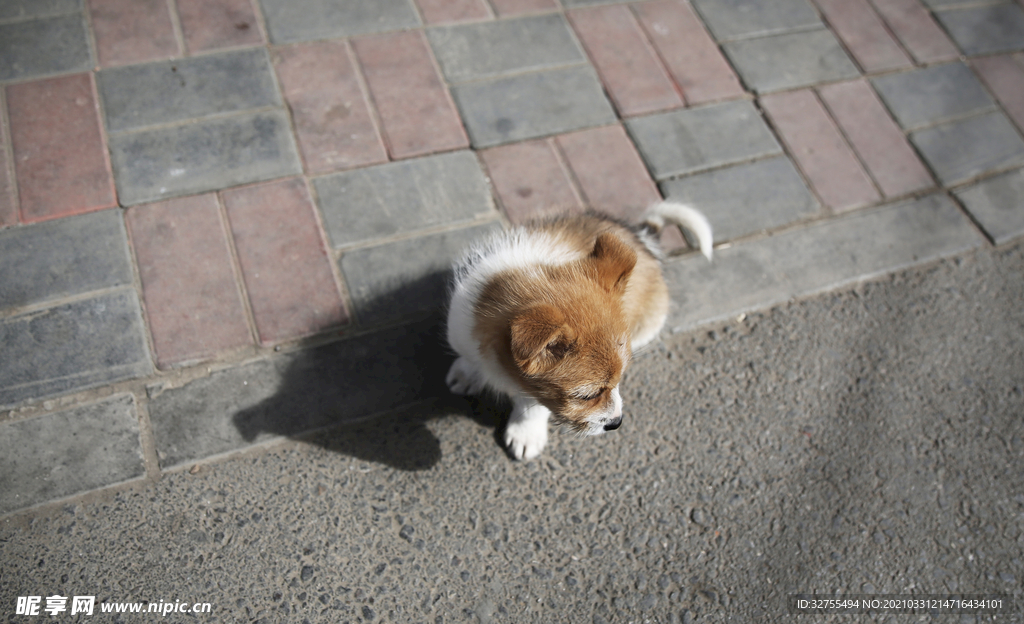 小狗