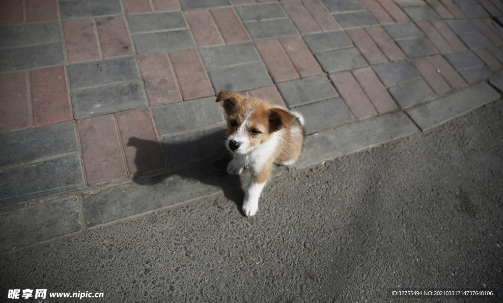 小狗