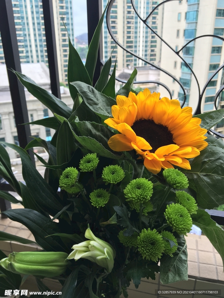 阳台上的向日葵