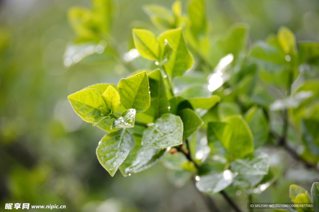 绿色冬青叶嫩芽露水