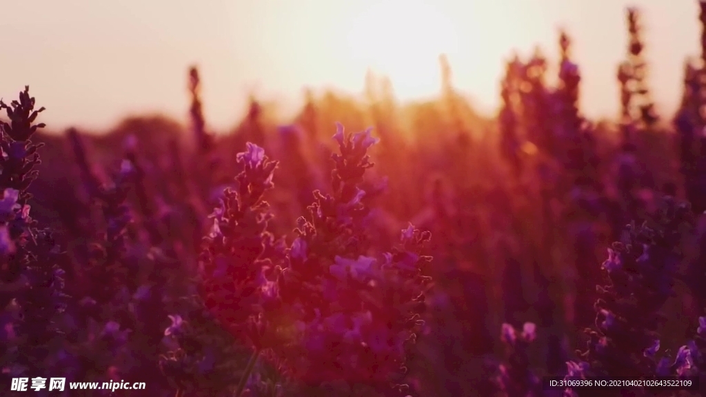 风景素材晚霞中随风飘动的薰衣草