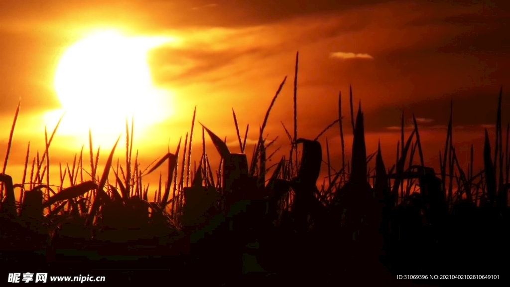 傍晚太阳企业宣传视频素材