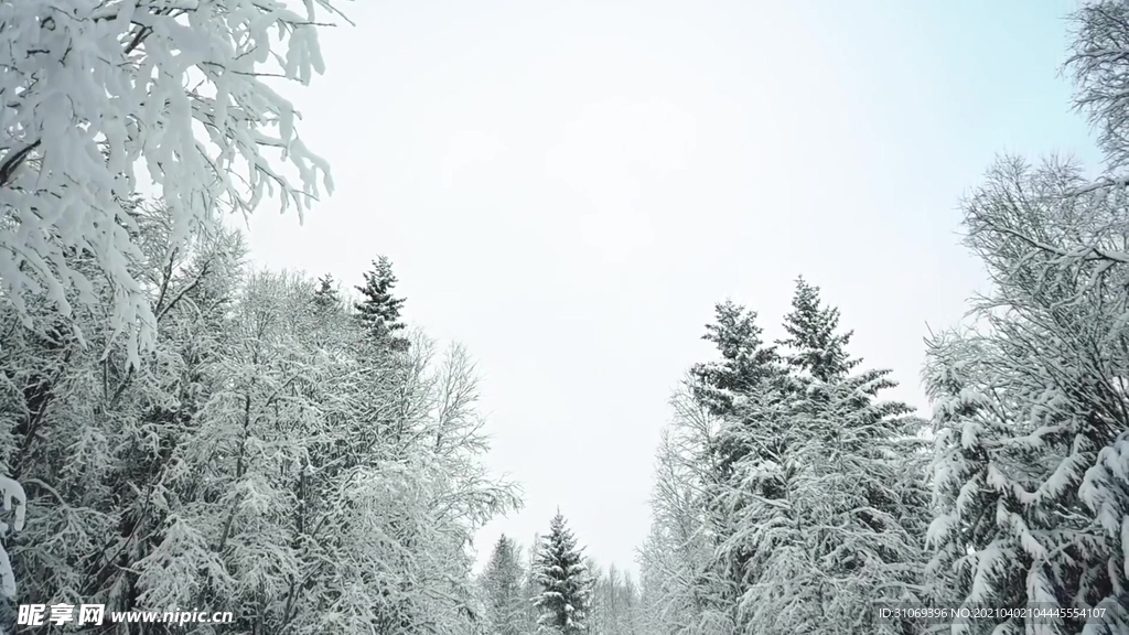 航拍高清4K视频冬季雪林