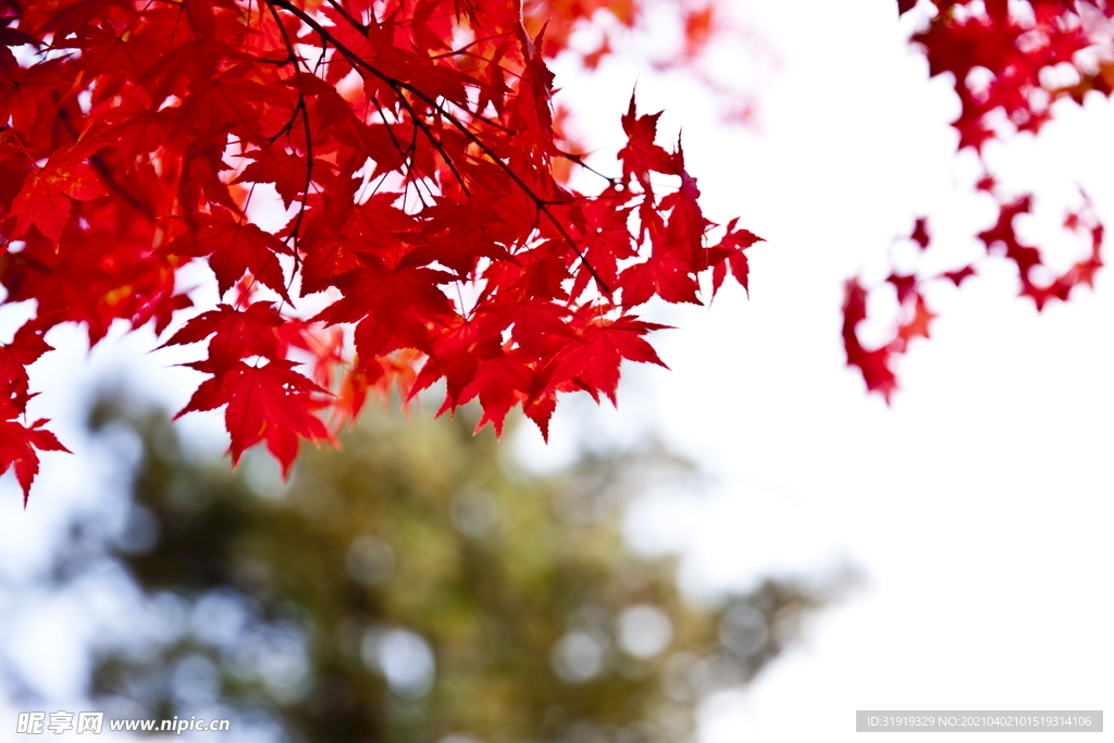 红色枫叶