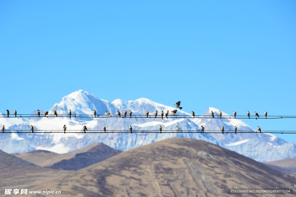 电线杆上的小鸟