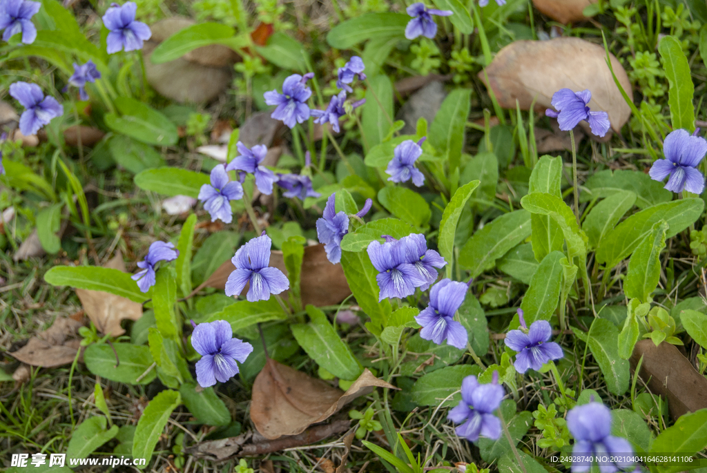 小花