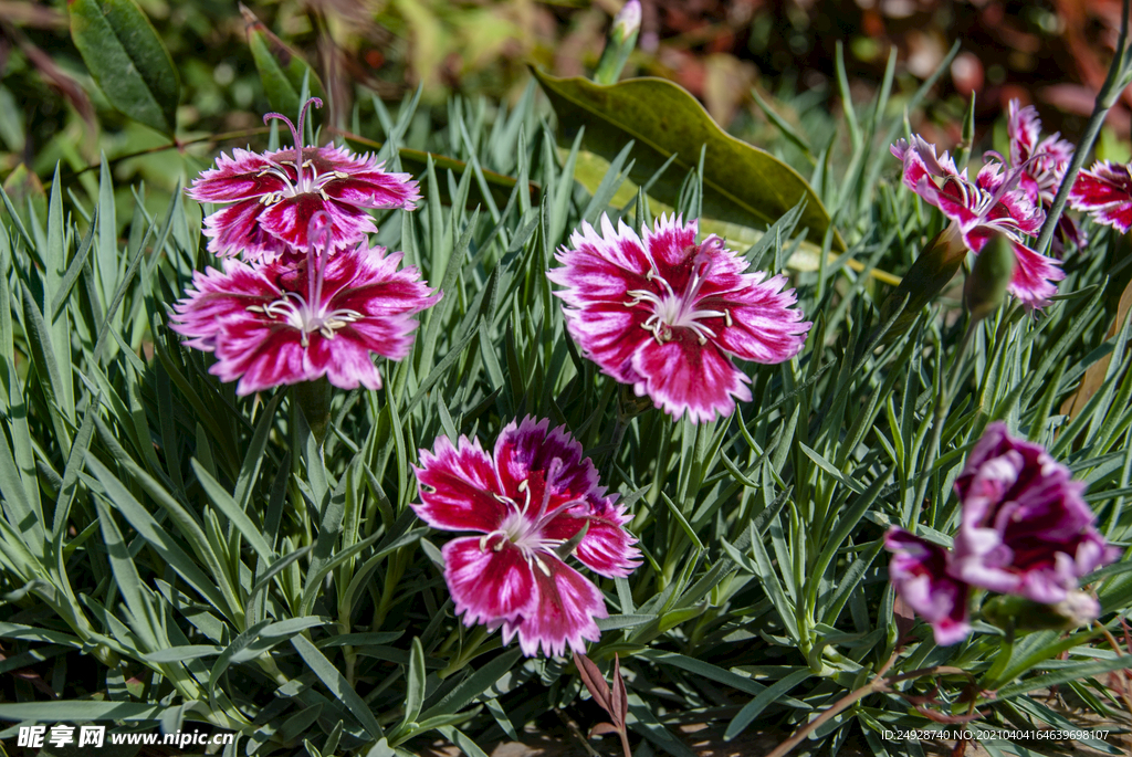 石竹花