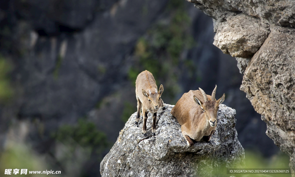 山羊