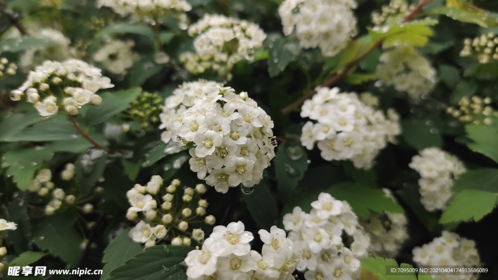 木香花
