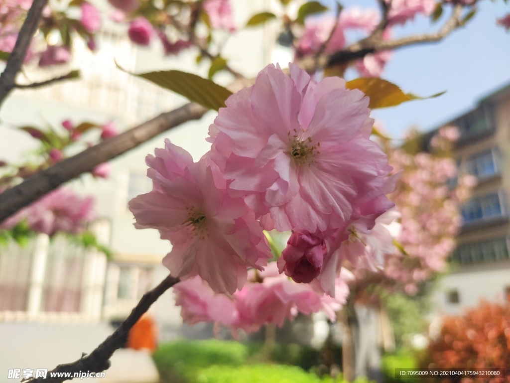 樱花