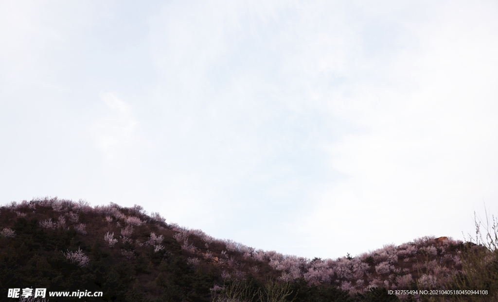 山花