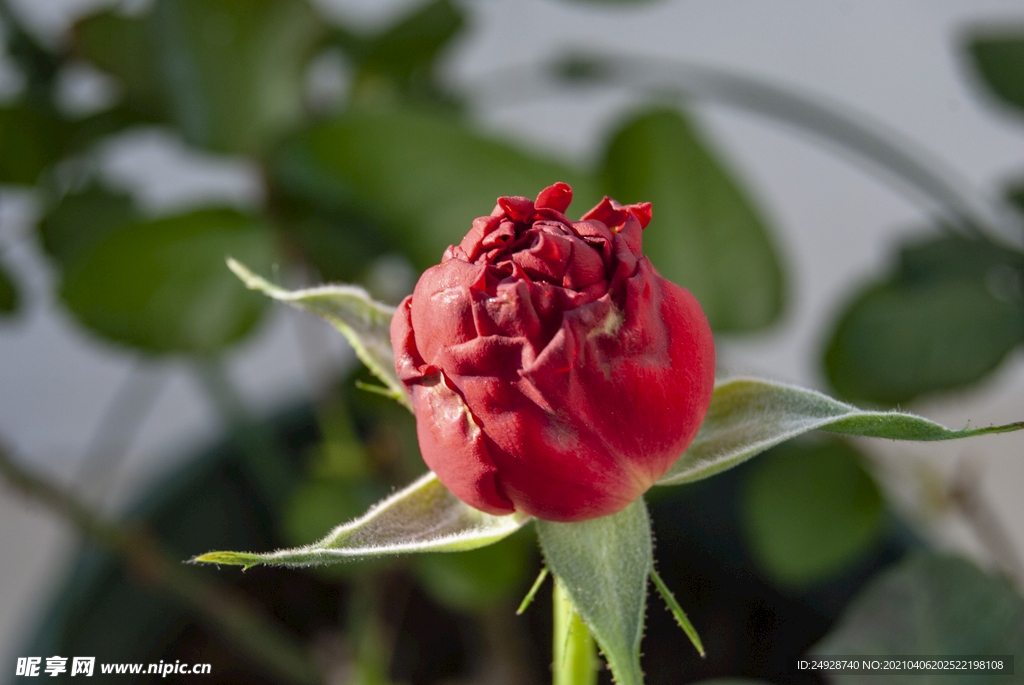 月季花