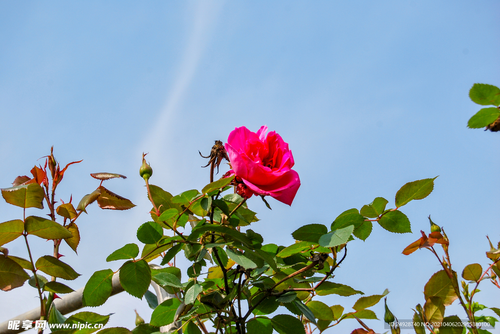 月季花