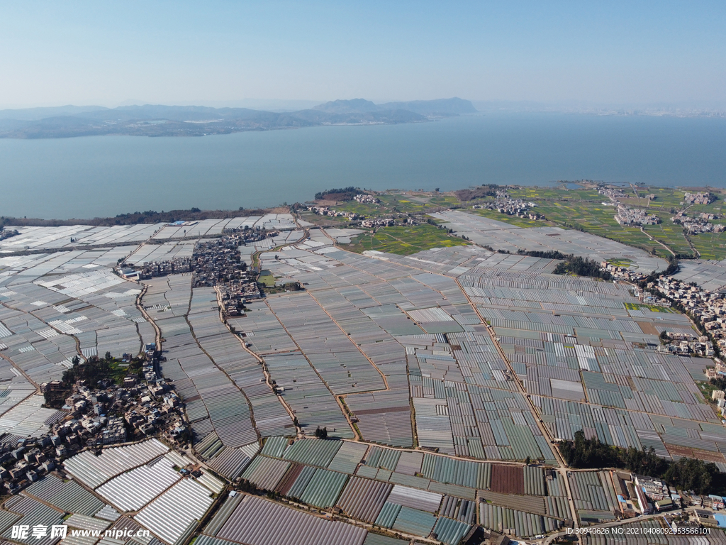 田野