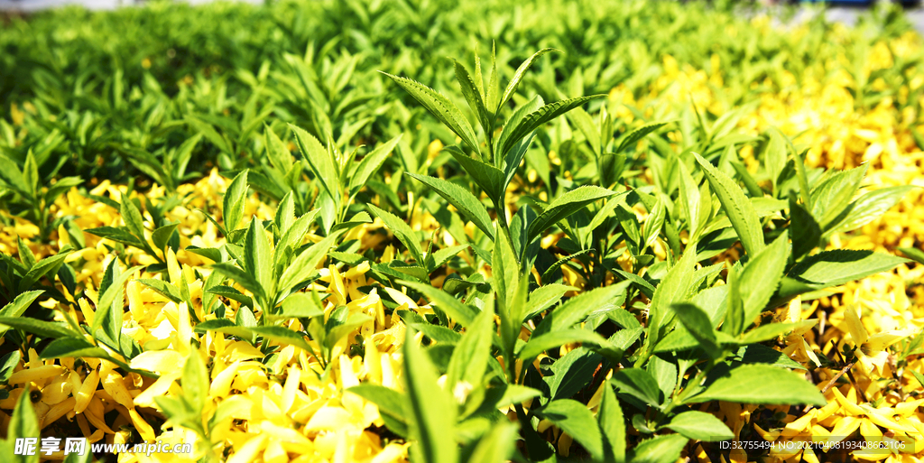 绿色植物